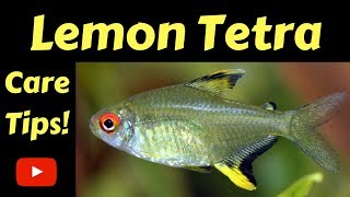 Lemon Tetra Care Tips [upl. by Euqinu]