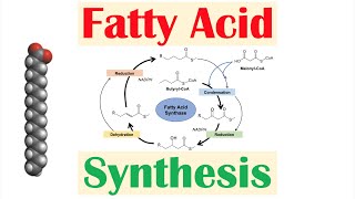 Fatty Acid Synthesis Pathway Overview Enzymes and Regulation [upl. by Suilenroc]