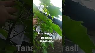 Dombeya Burgessiae yg asli [upl. by Yasibit]