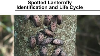 Spotted Lanternfly  Identification and Life Cycle [upl. by Nylasor]