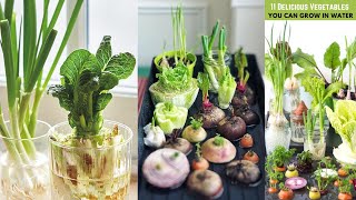 11 Delicious Vegetables You Can Grow in Water [upl. by Nnyladnarb458]