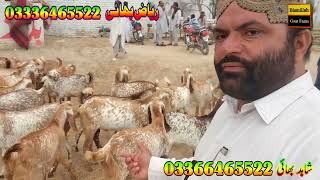 makhi cheeni bakry Qurbani 2024 ke full havey at bismillah goat farm goat farming in Pakistan goat [upl. by Ernesta273]