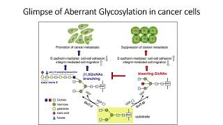 Glimpse of Aberrant Glycosylation in cancer cells Part1 Code 568 [upl. by Maharva]