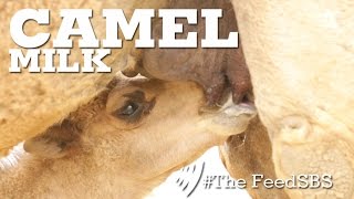 Camel Milk [upl. by Atteynot611]