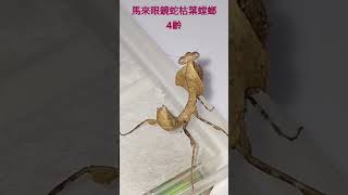 馬來眼鏡蛇枯葉螳螂4齡。mantis 😗🫡👍 [upl. by Lytsyrk]