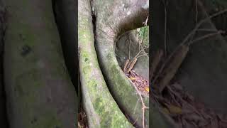 Large Old Fig Tree on the Bank of the Little Clagiraba Creektree figtree goldcoast nature [upl. by Nylzzaj]