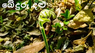 ගමේ ක්‍රමයට බේදුරු දළු සමග කොස් ඇට  How To Make Healthy Oak Leaf Fern Drynaria quercifolia Curry [upl. by Ynalem]