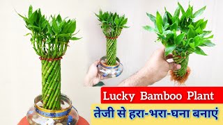 पानी में लगे लुक्की बेम्बू की देखभाल Gudluck plant Lucky Bamboo Care in water [upl. by Elvira]