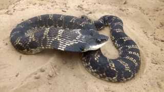 Eastern Hognosed Snake Heterodon platirhinos [upl. by Alletneuq354]