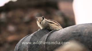 Cute squirrel staring right into your soul at Qutab Minar [upl. by Mahala]