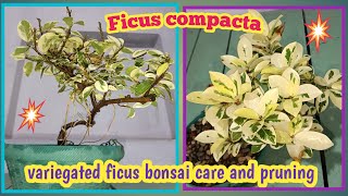 Variegated ficusFicus compacta bonsai care and pruning  Baghwani real terrace gardenBaghwani695 [upl. by Aimal]