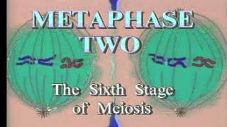 Meiosis 2 Metaphase Two [upl. by Neelyhtak896]