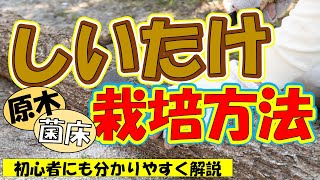 【しいたけ栽培方法】原木椎茸や菌床椎茸の育て方を詳しく解説。干し椎茸の作り方も紹介【0から農業塾】 [upl. by Story]