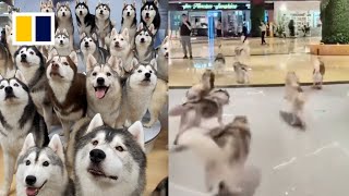 100 huskies escape from pet cafe in China [upl. by Freudberg]