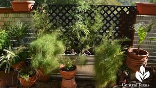 Beautiful Balcony and Patio Design  Leah Churner Central Texas Gardener [upl. by Nuahsyd638]