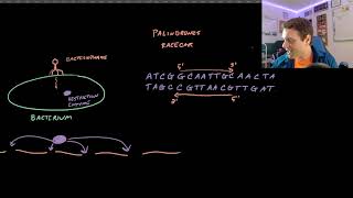 Restriction Enzymes and DNA Fingerprinting [upl. by Eilahtan723]