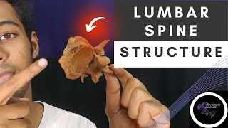 LUMBAR VERTEBRA STRUCTURE BIOMECHANICS OF SPINEPhysiotherapy Tutorial [upl. by Rick]