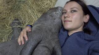 An orphaned baby rhino cuddles up to its human mom [upl. by Ennael71]