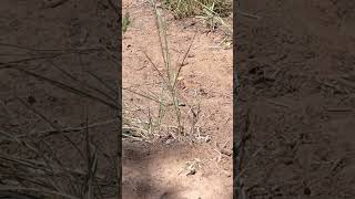 Watching a whiptail lizard ReptileSpecies LizardShorts LizardSpecies Lizards ￼ [upl. by Eindys846]