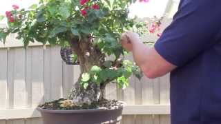 How to Bonsai  Bougainvillea Restyling the Tree [upl. by Noam]