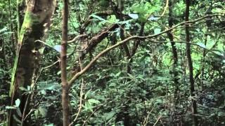 Chimpanzees screaming Chimp calls Nyungwe National Park Rwanda [upl. by Akineg]