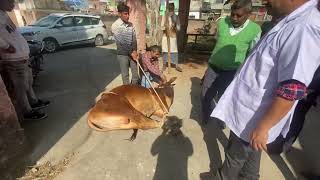 Castration an ox l Burdizzo castrator l castrated by Burdizzo castrator l बधिया करना l dr umar khan [upl. by Tsenre]