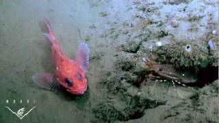 Life on the edge Is ocean acidification a threat to deepsea life [upl. by Ydnil]