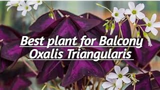 Oxalis Triangularis  The best plant for Balcony [upl. by Dlnaod]