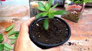 How to Grow Azaleas From Cuttings [upl. by Yroggerg597]