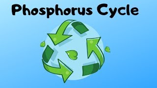 Phosphorus Cycle Steps [upl. by Eadwine8]