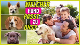 Top 10 Hunderassen für Familien  Die quotbestenquot Familienhunde [upl. by Cohbath]