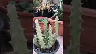 Huernia macrocarpa cactusandsucculents cacti succulent viralvideo gardeningtips viralshorts [upl. by Stig]