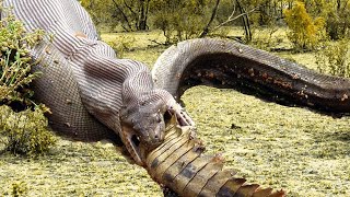 Extreme fight Crocodile vs Snake Wild Animals Attack [upl. by Arikehs]