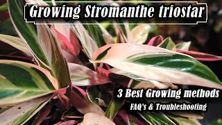 How to Grow Stromanthe triostar  Troubleshooting amp FAQs [upl. by Othella155]