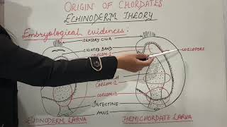 Origin of Chordates Part1 Echinoderm theory  Zoology BScMSc [upl. by Gninnahc]