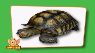 Flash cards for children  Reptiles [upl. by Ladnor]