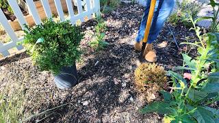 Replacing Boxwoods in Front Hedge SO SATISFYING amp Planting Yew and Why You Should Too [upl. by Anemix]