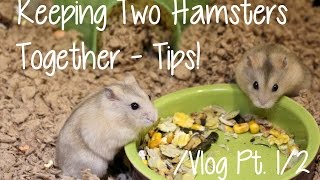 Keeping Two Hamsters Together  Vlog 12 [upl. by Esaele]