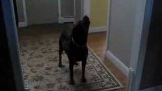 rottweiler barking at spongebob [upl. by Mikey]