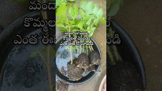 Easy to grow hibiscus plant from cuttings youtubeshorts shorts shortsyoutube hibiscus [upl. by Sukramal]