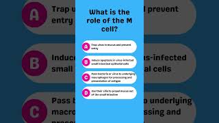 What is the role of the M cell [upl. by Ranite]