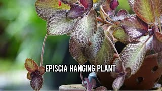 Episcia hanging plant [upl. by Atirehc]