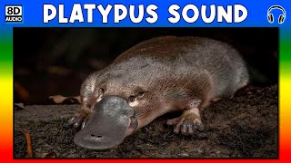 🐾 PLATYPUS SOUND  PLATYPUS SOUND EFFECT  SOUND OF PLATYPUS  NOISE OF PLATYPUS [upl. by Moazami]