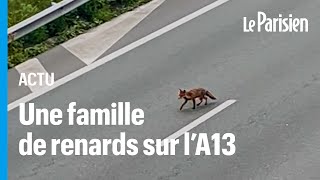 Une famille de renard aperçue sur l’A13 après la fermeture de l’autoroute [upl. by Imiaj266]