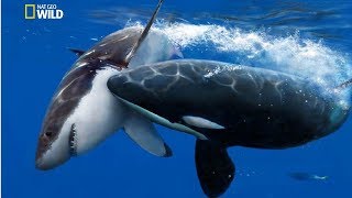 National Geographic Documentary  The Greatest Apex Predators on Earth  New Documentary HD 2018 [upl. by Aicile752]