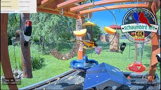 Explore Illinois Bird Feeder Live Stream w Merlin ID amp Critters in 4K 60fps 50 Species Observed [upl. by Enyedy579]