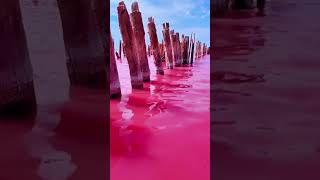 Bright pink Lake Hillier in Australia pink shorts [upl. by Ylrahc]