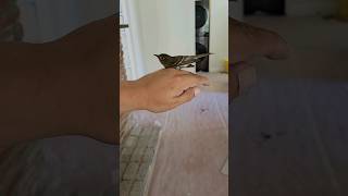 Its amazing how I rescued a small green bird or flycatcher shorts rescue bird wildlife nature [upl. by Maudie520]