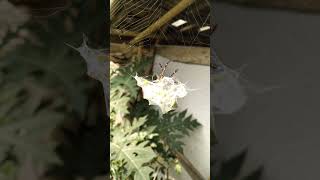 Spider Eating Praying Mantis [upl. by Ahiel]