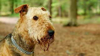 Managing Separation Anxiety in Airedale Terriers [upl. by Maribelle]